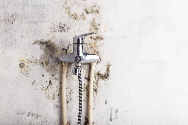 Office Mold Removal Services in Athena, OR