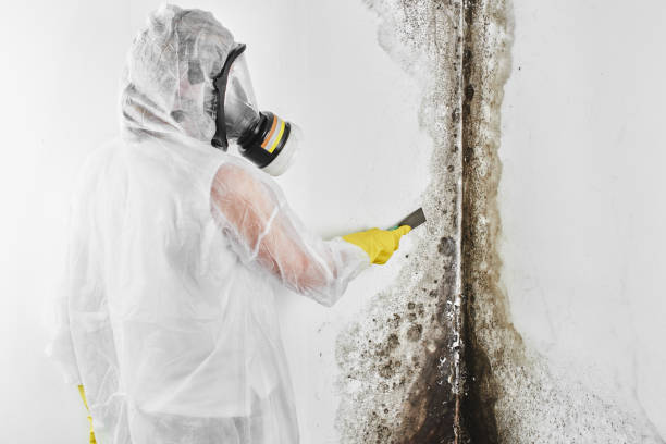 Best Mold Testing  in Athena, OR