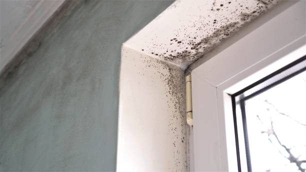 Best Mold Cleaning Services  in Athena, OR