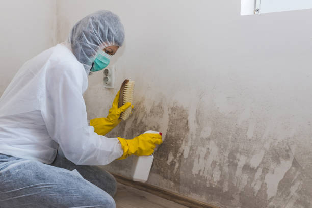 Best Affordable Mold Removal  in Athena, OR
