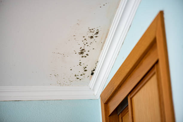 Best Mold Testing  in Athena, OR