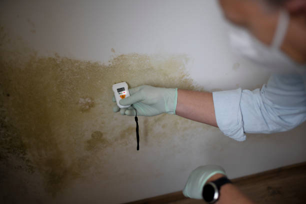 Best Mold Damage Repair  in Athena, OR