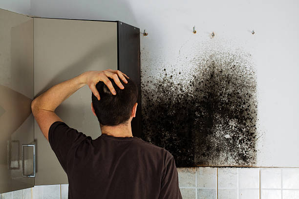 Best Best Mold Removal Companies  in Athena, OR